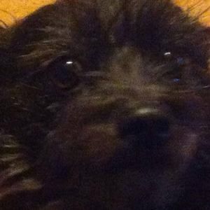 Meet your Posher, Di